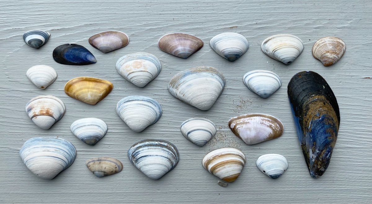 Nina Bruun Shells