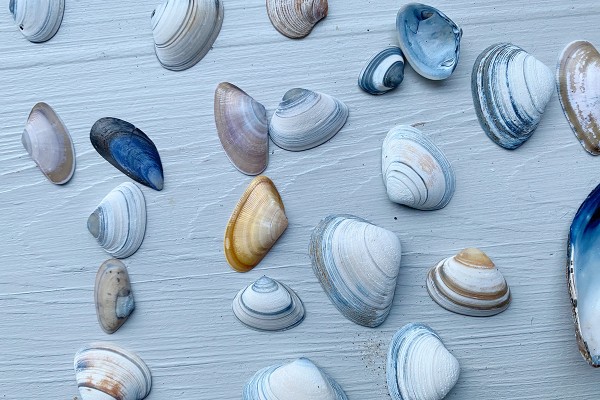 Nina Bruun Shell Collection